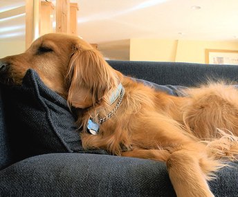 Pet Friendly Hotels in Salt Lake City